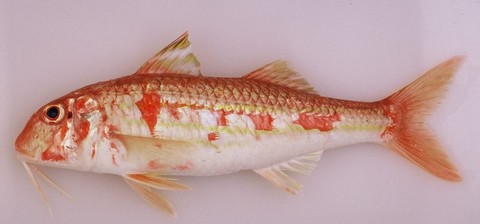 红鲻鱼 'Meunière'烹饪法